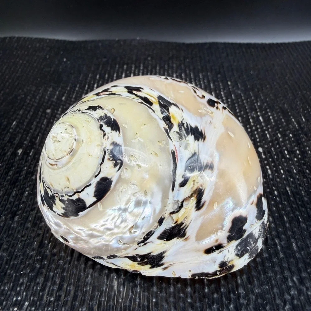 Polished Turbo Marmoratus Sea Shell Pearlescent Green Turban Mother of Pearl 3